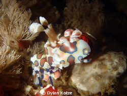 Harlequin Shrimp by Dylan Kotze 